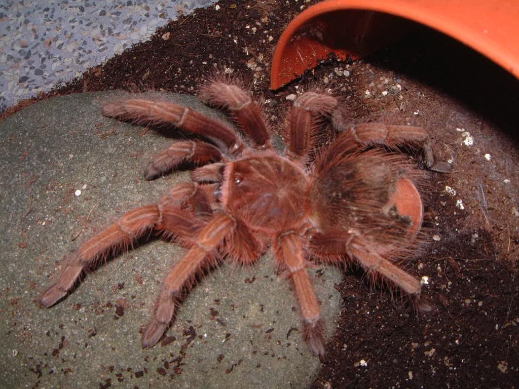 Theraphosa apophysis