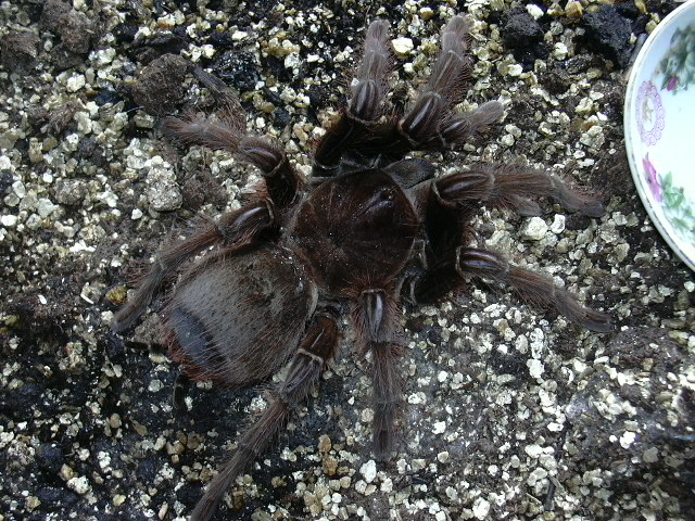 theraphosa apophysis