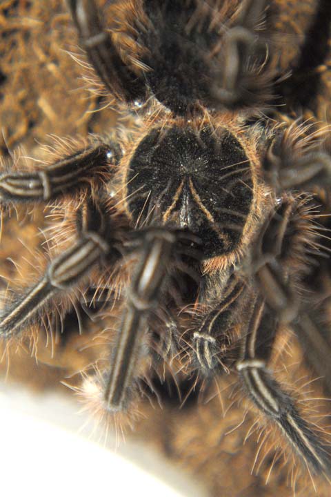 Theraphosa apophysis