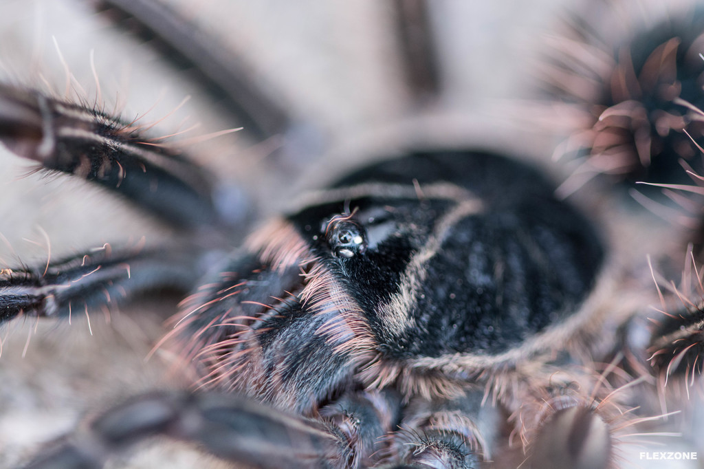 Theraphosa apophysis