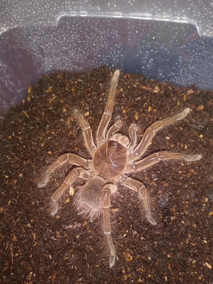 Theraphosa apophysis?