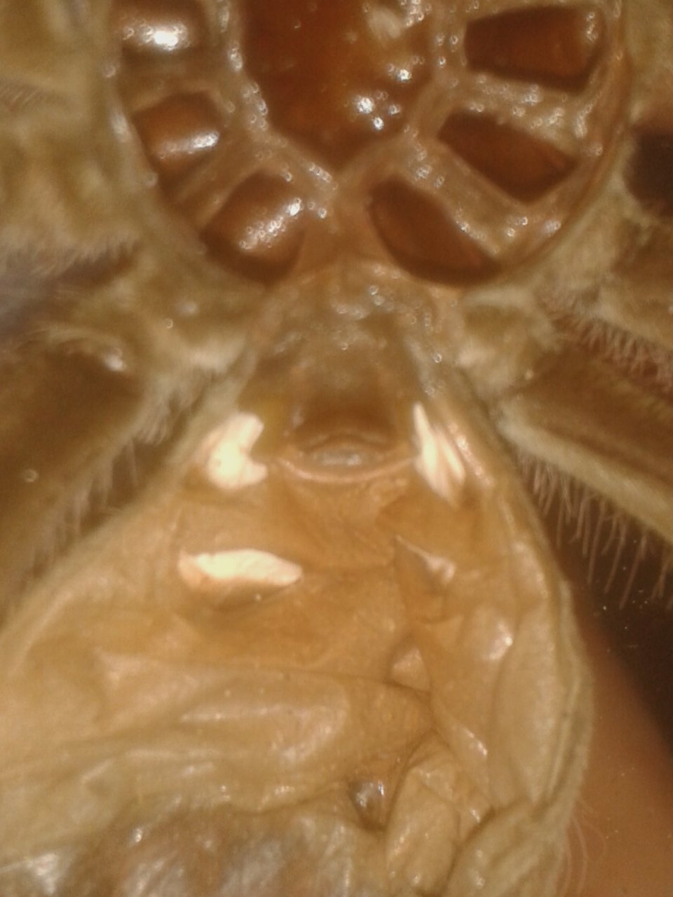 Theraphosa blondi [1/2]