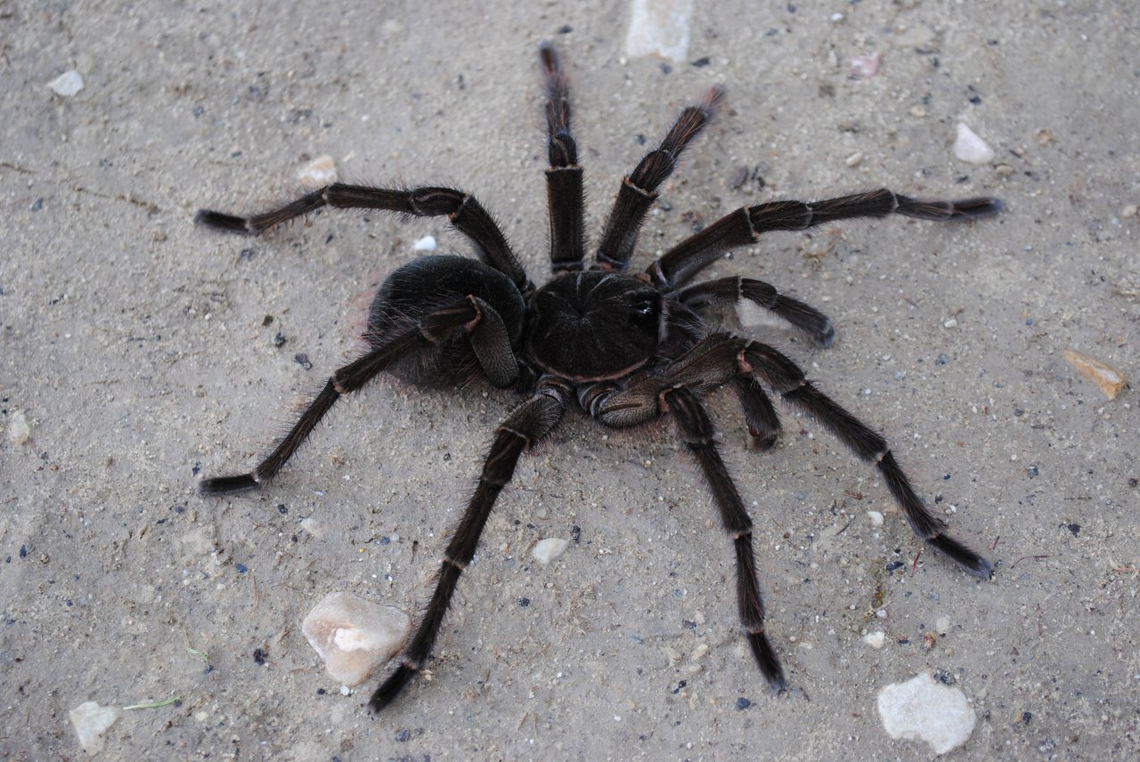 Theraphosa blondi - Mature Male