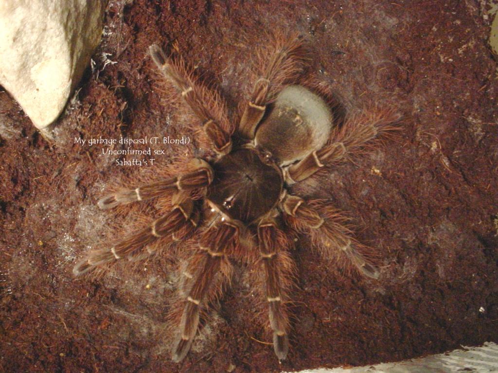 Theraphosa Blondi