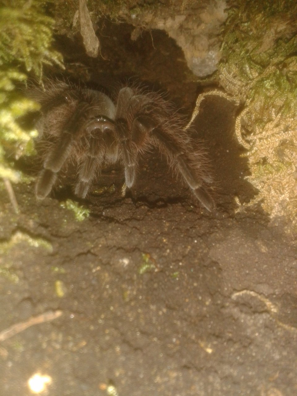 Theraphosa blondi