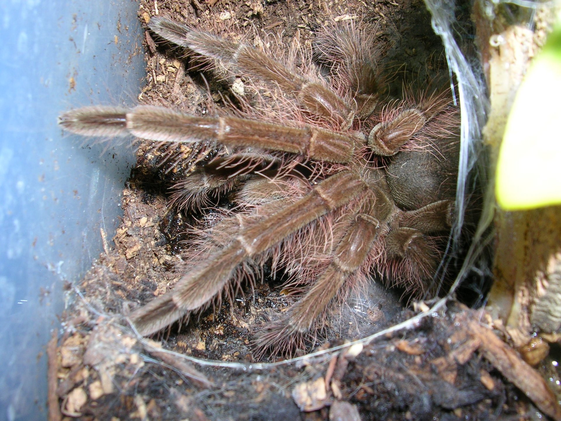 Theraphosa blondi