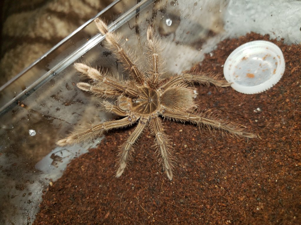 Theraphosa sp [1/2]