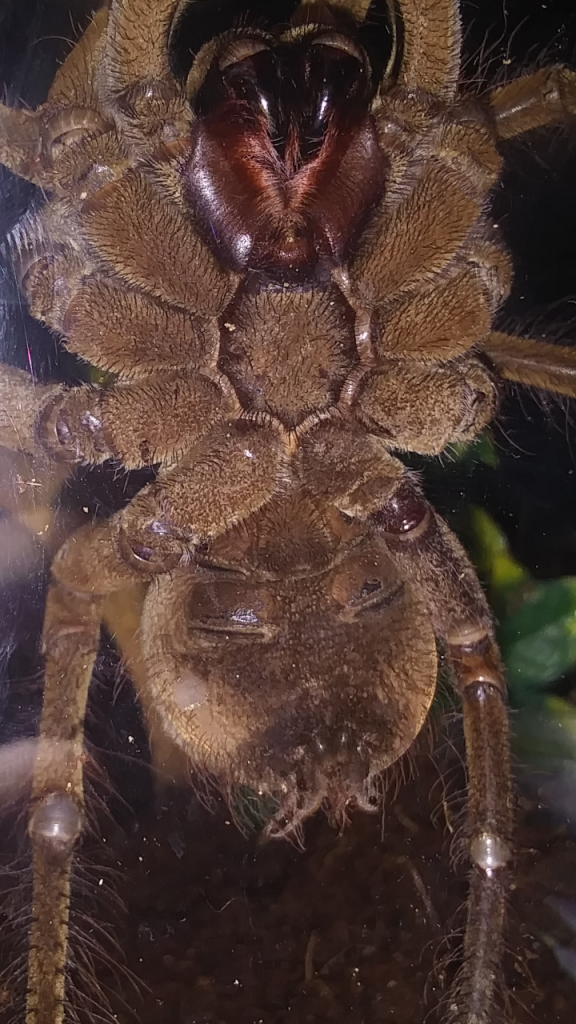 Theraphosa Stirimi Goliath Bird Eater sexing