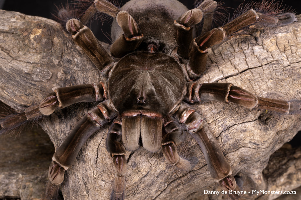 Theraphosa stirmi - Mature Female