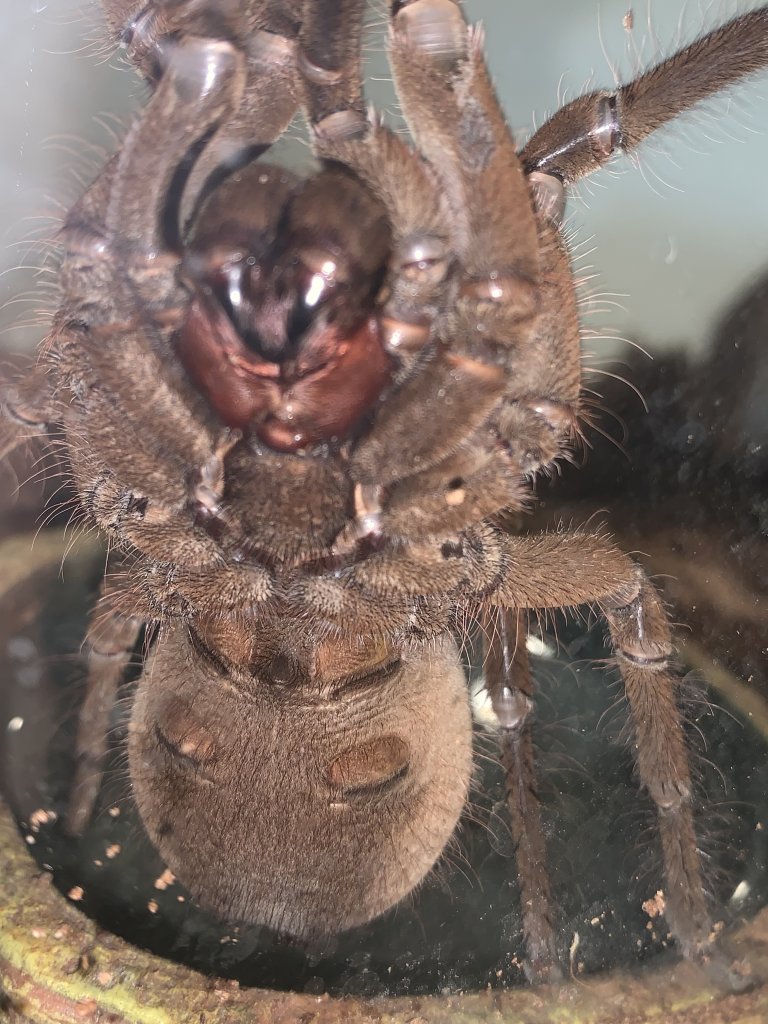 Theraphosa stirmi [ventral sexing]