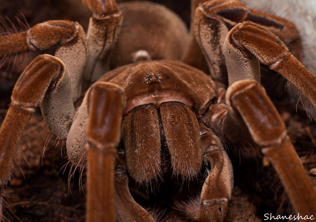 Theraphosa stirmi