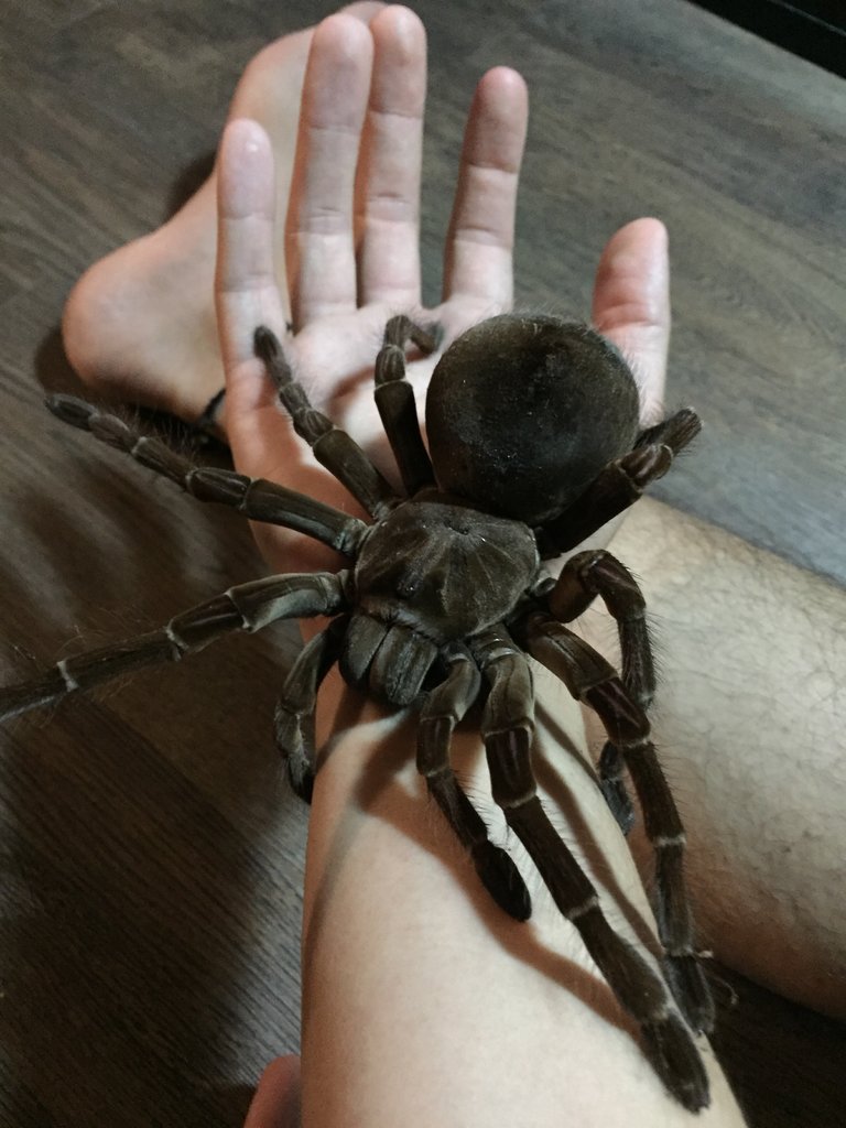 Theraphosa Stirmi