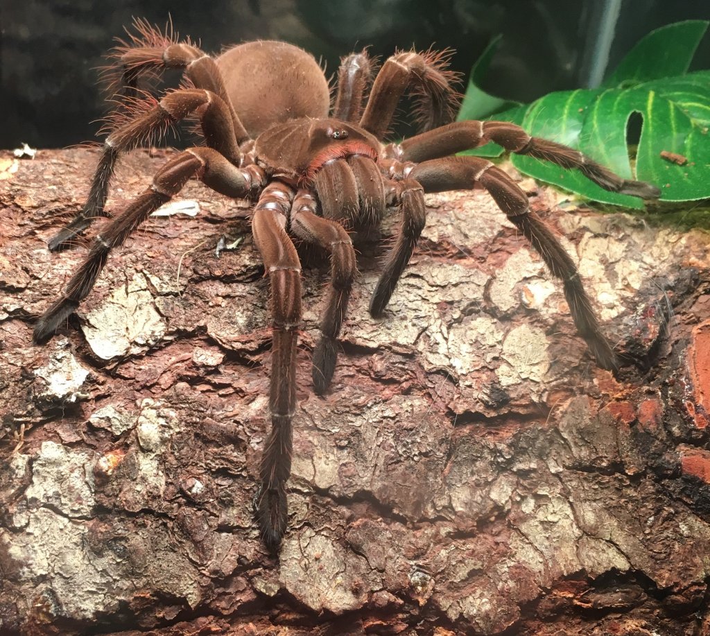 Theraphosa Stirmi