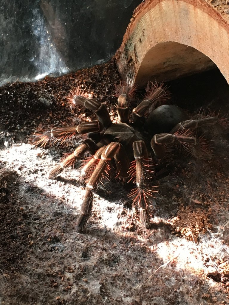 Theraphosa Stirmi