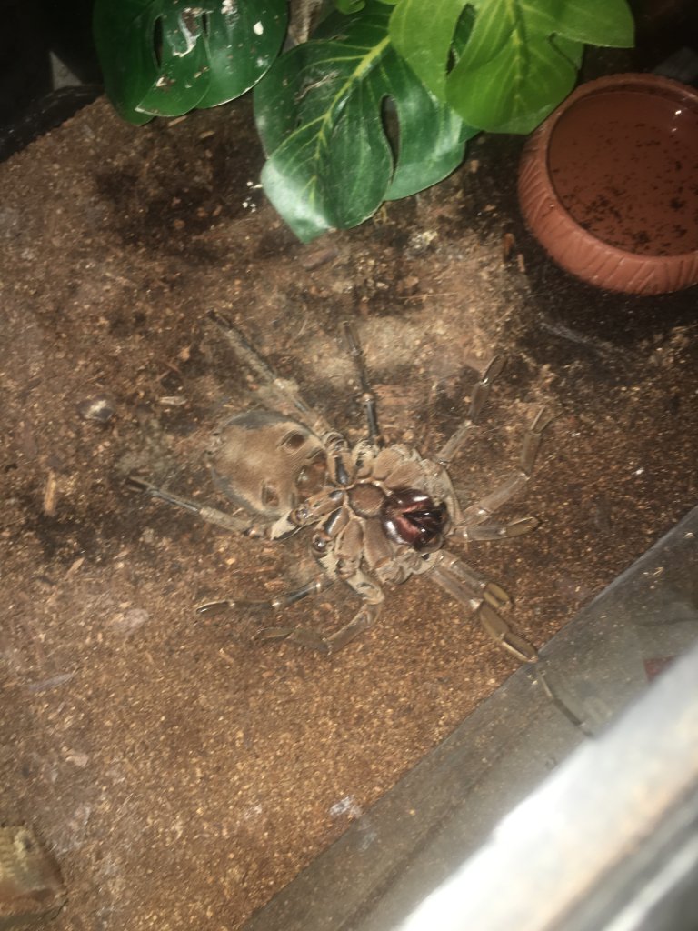 Theraphosa Stirmi