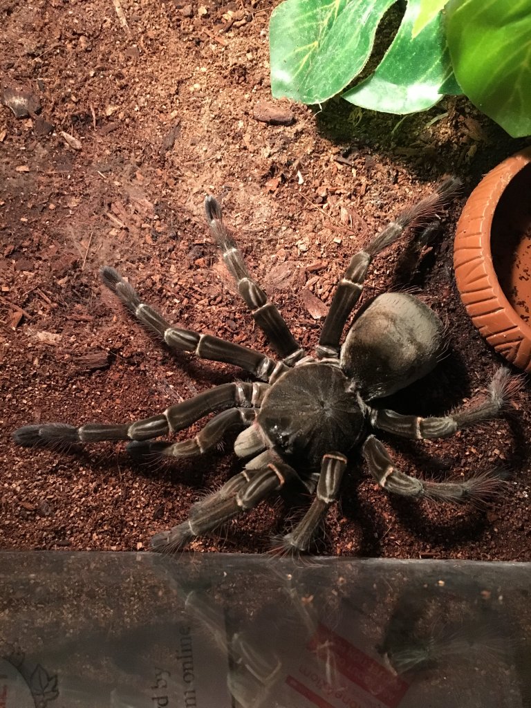 Theraphosa Stirmi