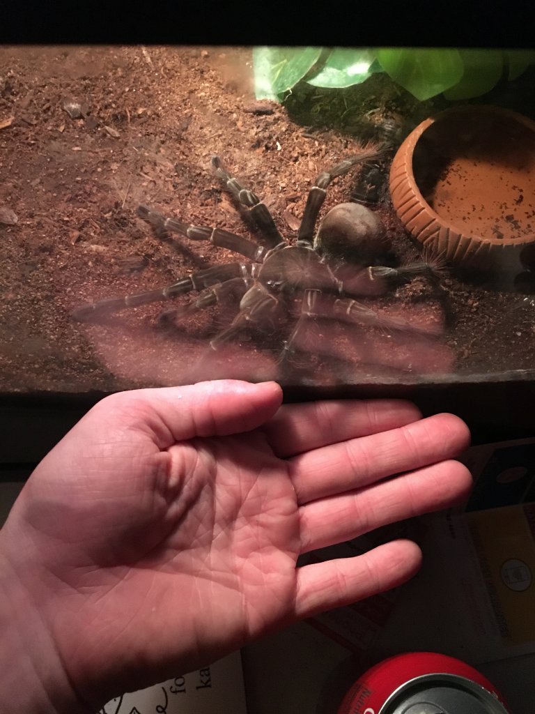 Theraphosa Stirmi