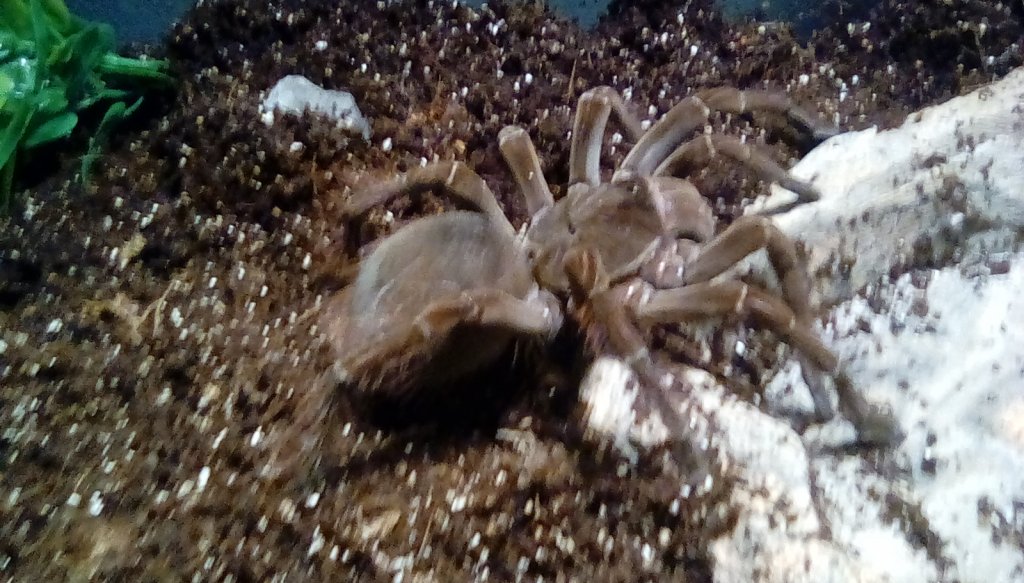 Theraphosa Stirmi