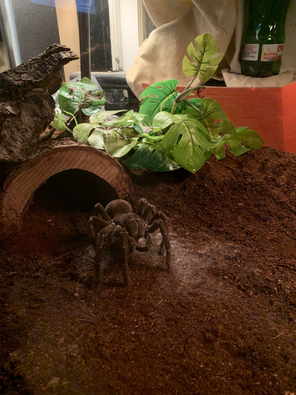 Theraphosa Stirmi