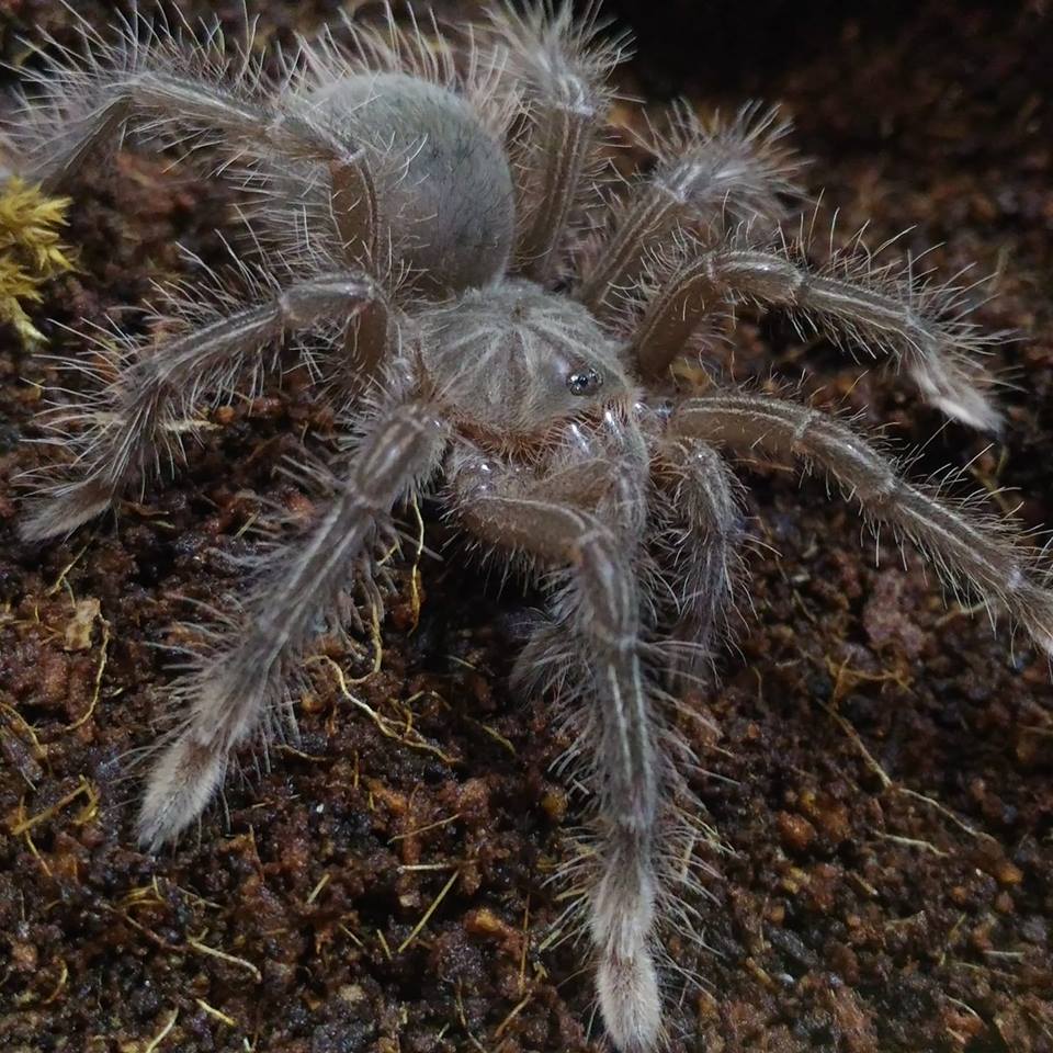 Theraphosa Stirmi