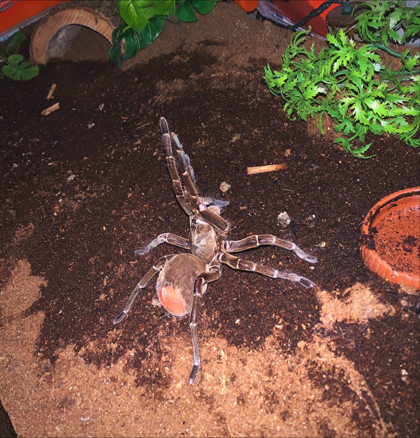 Theraphosa Stirmi