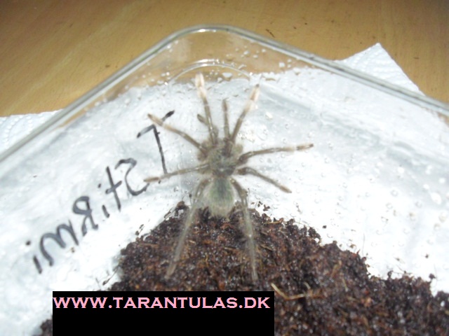 theraphosa