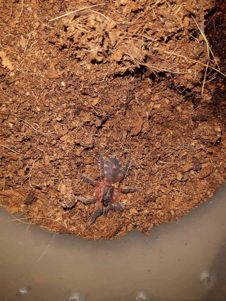 Theraphosinae Sp Panama sling