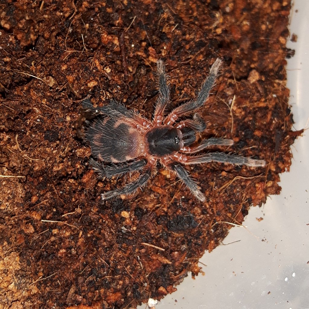 Theraphosinae Sp Panama sling