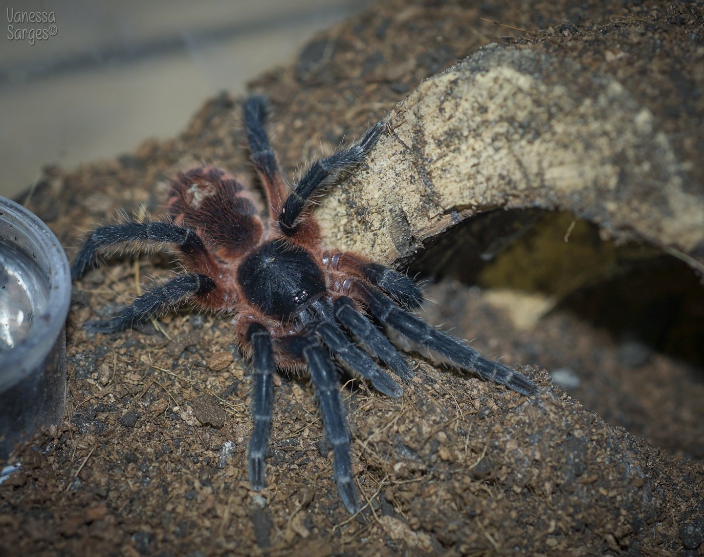 Theraphosinae sp. Panama Sub-Adult Female