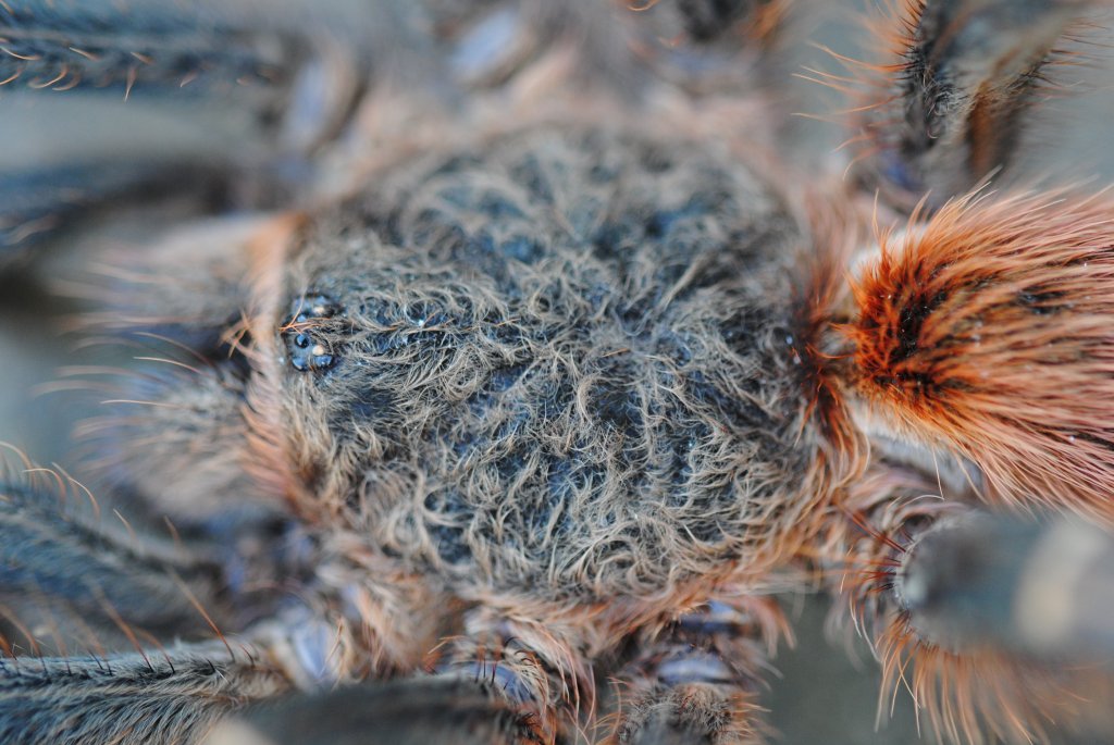 Theraphosinae spp. “Woolly Sunkist Orange” Wild Caught - Possible Thrixopelma