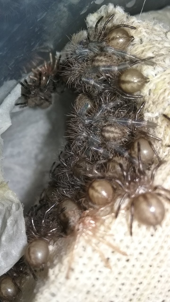 theyre molting finally