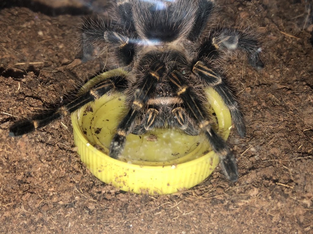 Thirsty floof