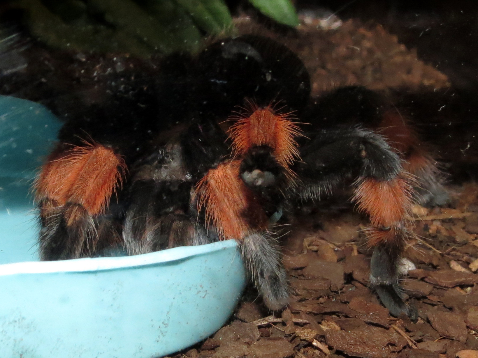 Thirsty Petra (♀ Brachypelma emilia 4.5")