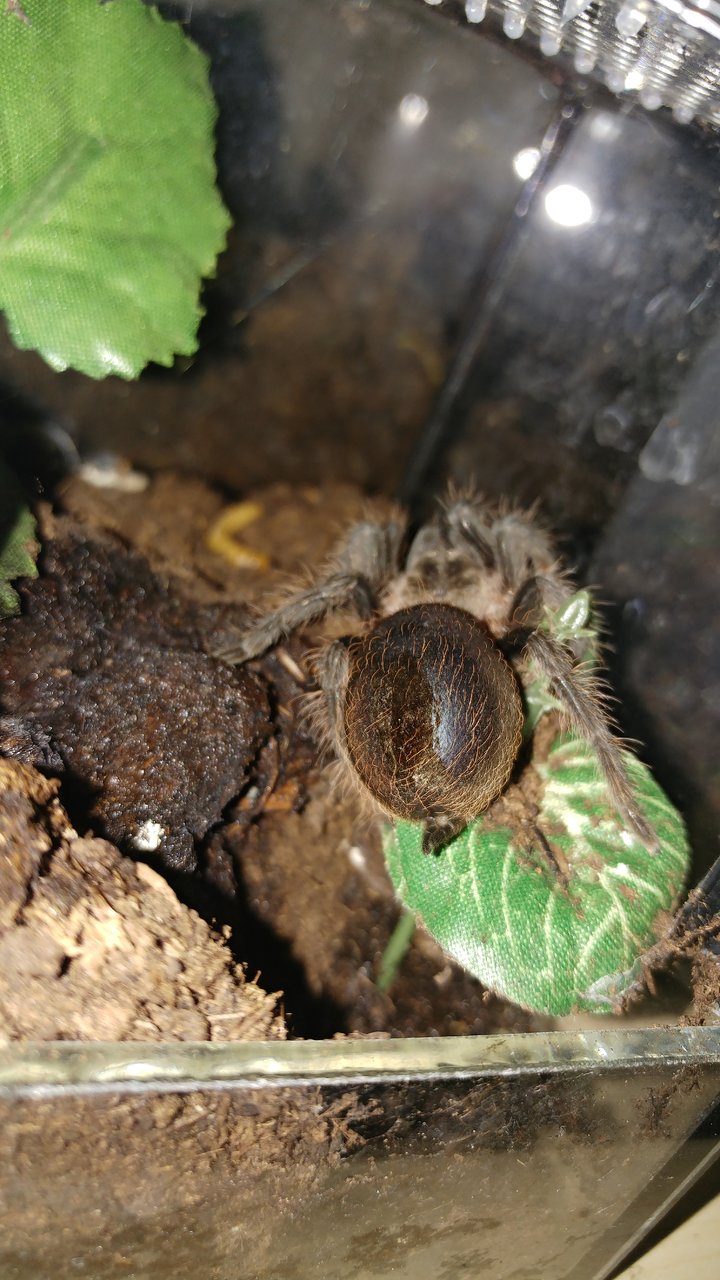 This fatass is in premolt :)