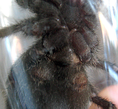 This is a female, right? -G. pulchra