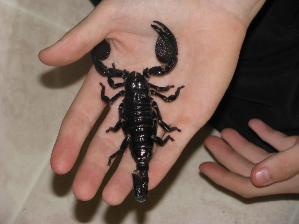 This Is My Male Emperor Scorpion