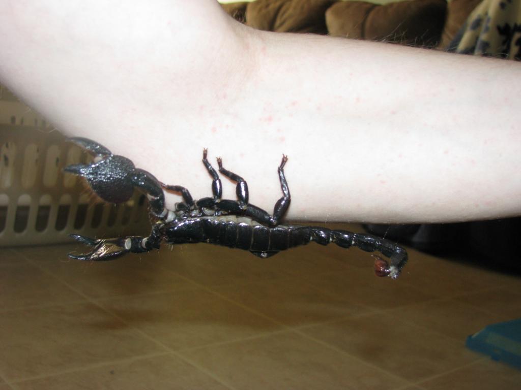 This Is My Male Emperor Scorpion