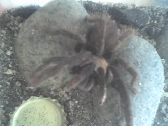 this is my S. Peerboomi can you help me distinguish if it is a Female or Male.