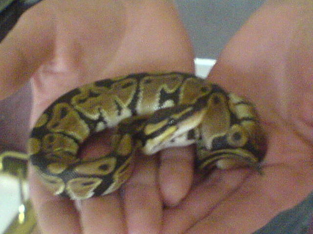 This is Stewie my ball python