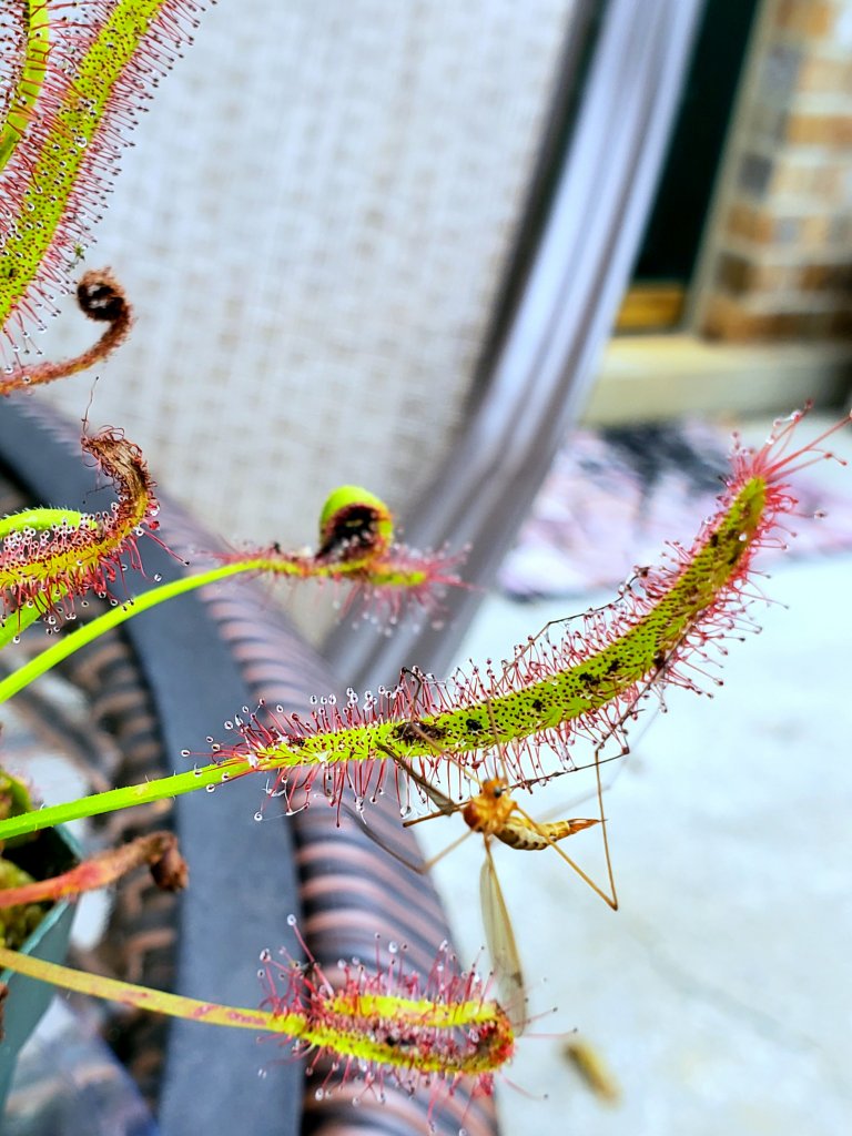This plant bites back!