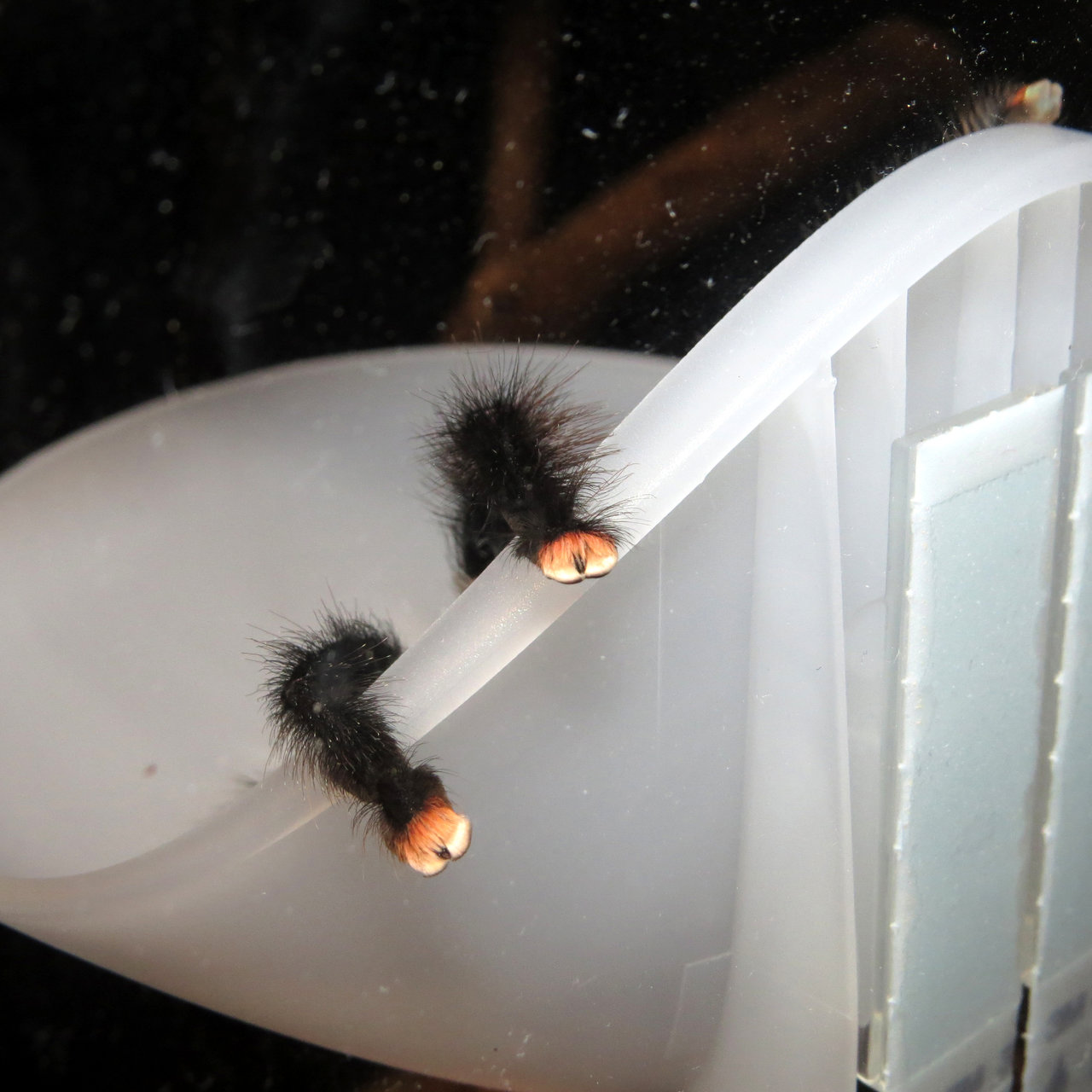 Three Toes to the Wind (Avicularia avicularia)