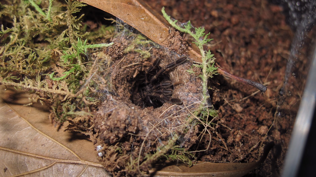 Thrigmopoeus psychedelicus