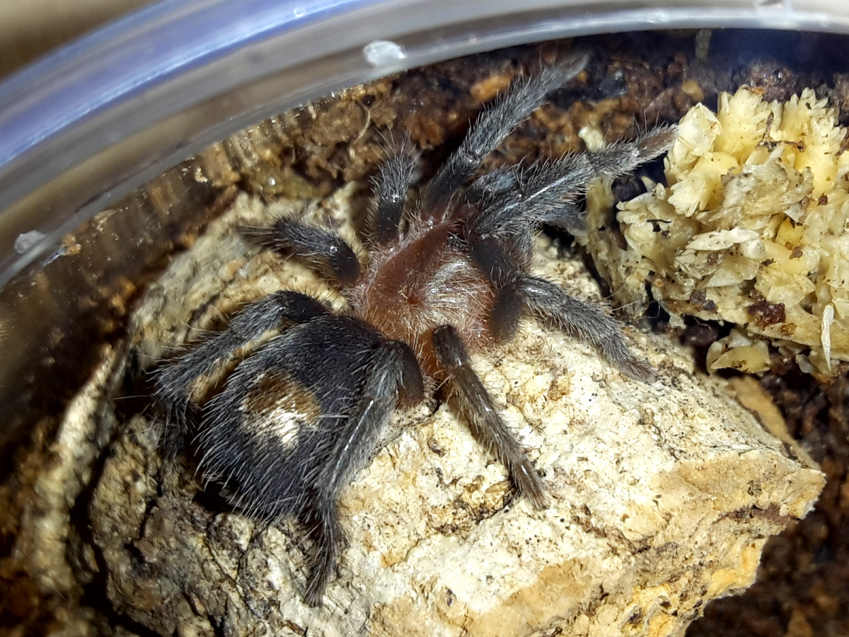 Thrixopelma cyaneolum 3/4" sling