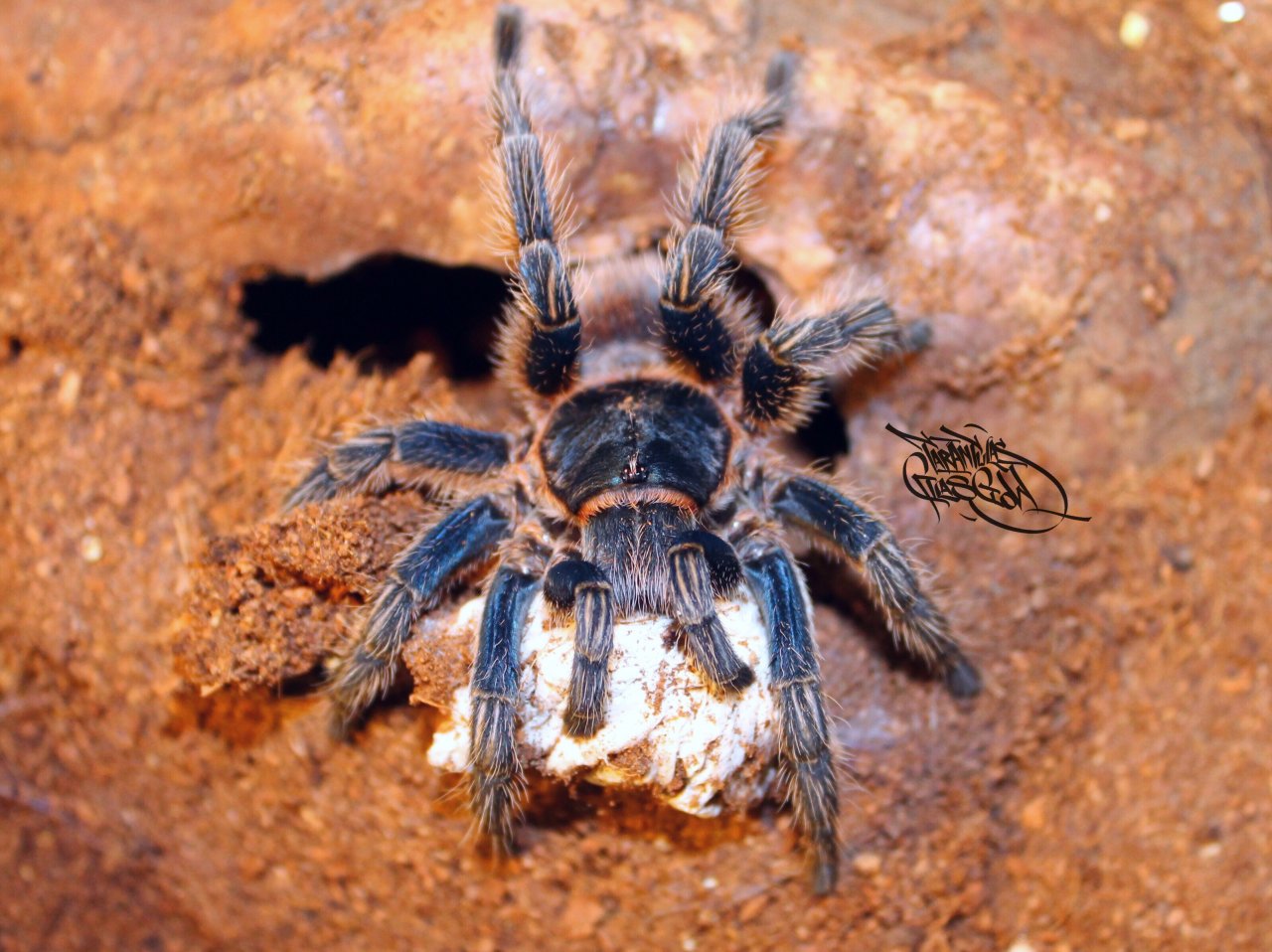 Thrixopelma cyaneolum