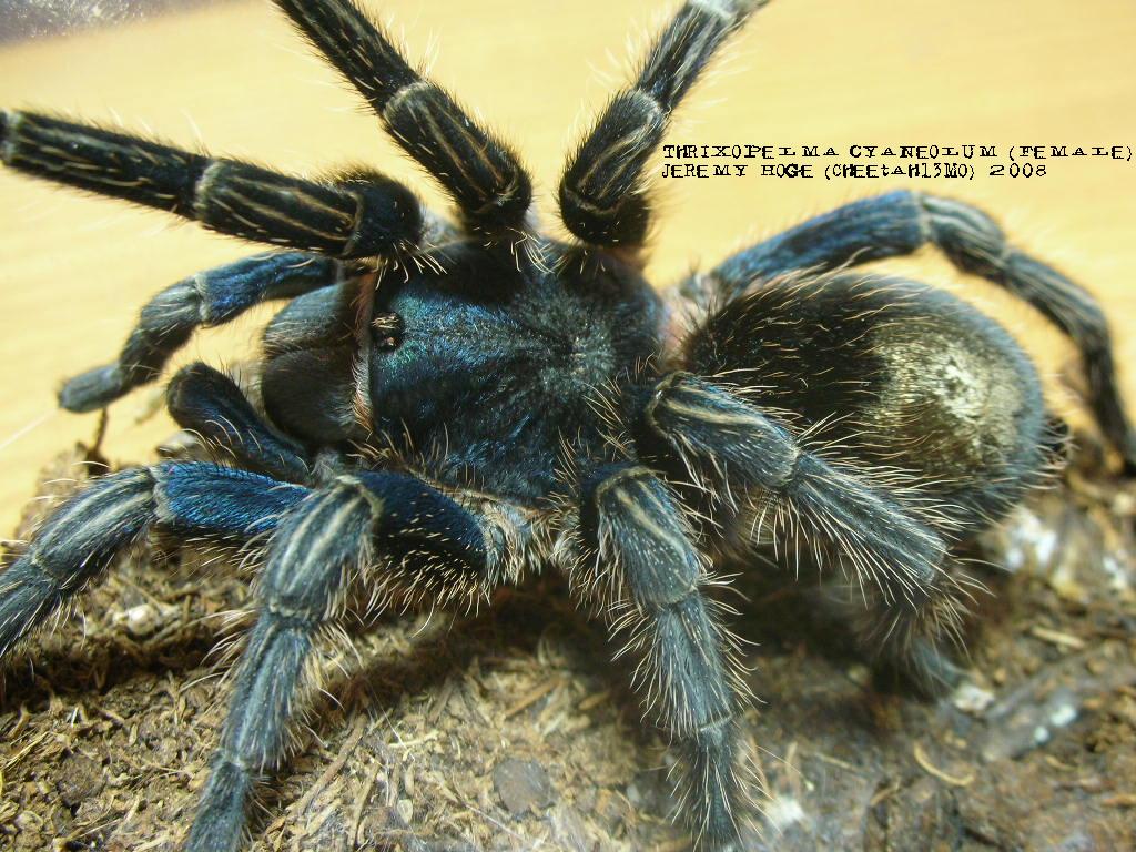 Thrixopelma cyaneolum