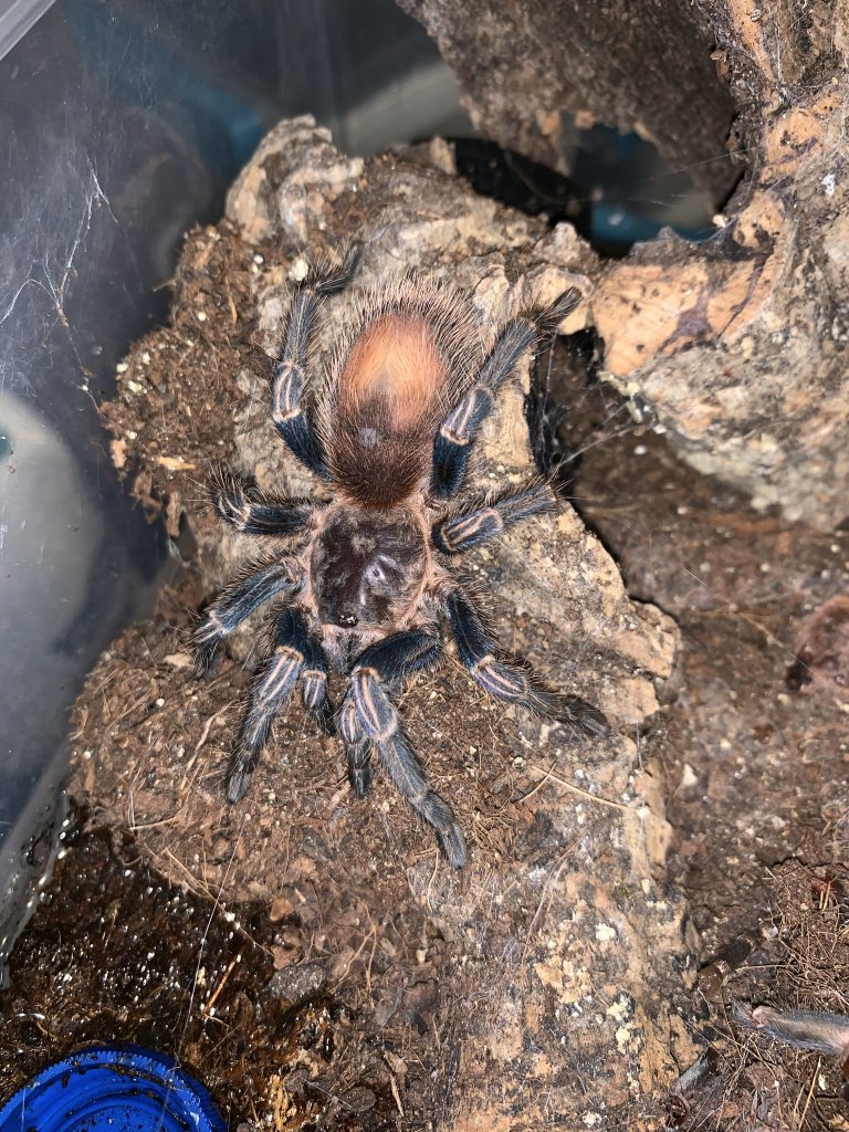 ? Thrixopelma cyaneolum ?