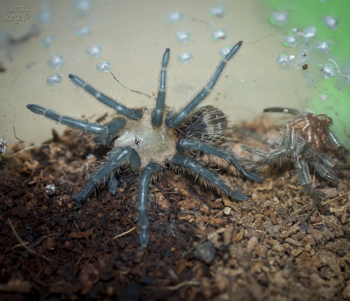 Thrixopelma lagunas - 1"