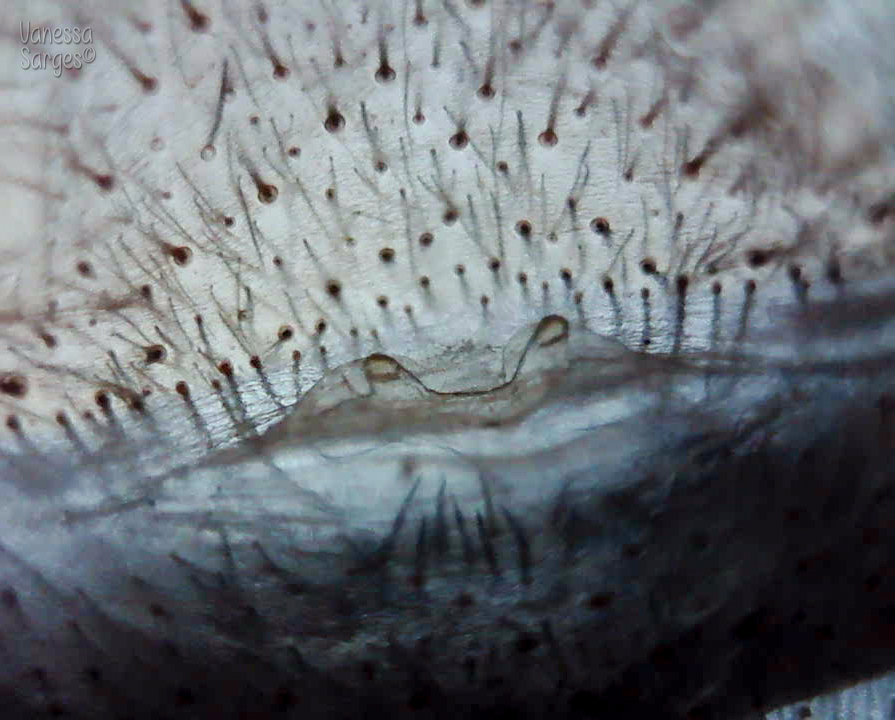 Thrixopelma lagunas 2" Female Backlit