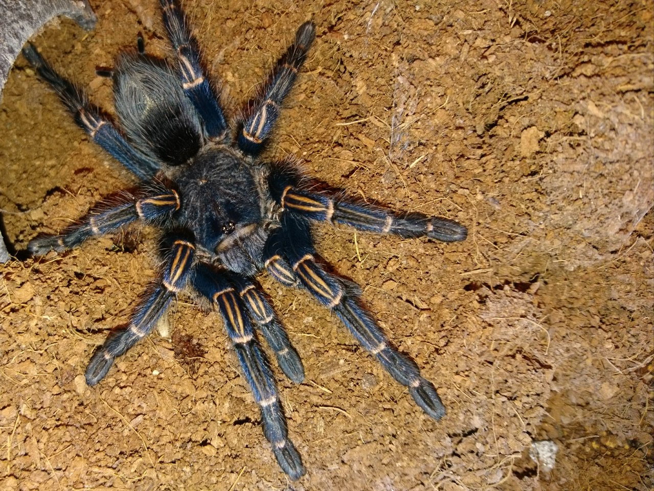 Thrixopelma lagunas