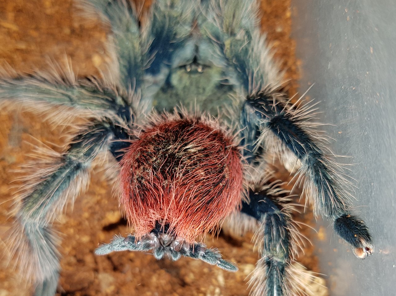 Thrixopelma ockerti booty.